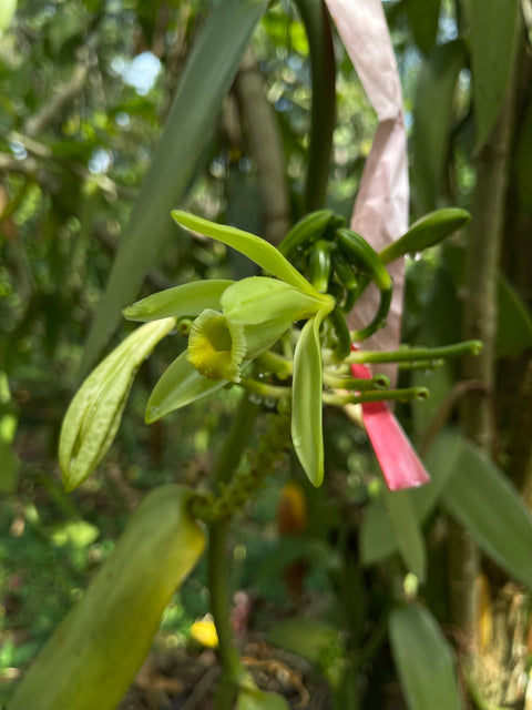 Vanilleschoten direkt aus Uganda - dicke, saftige Vanilleschoten