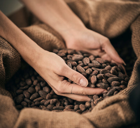 Kakaobohnen – Ursprung der Bean-to-Bar Schokolade im CAHUA Adventskalender
